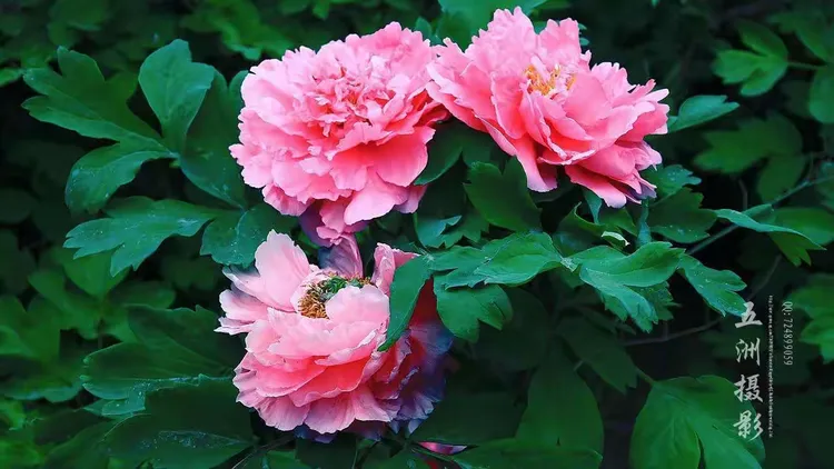 包含牡~籅?0?,?E!#??蓜嚭????诌嶡?F$V:?穅嚌羽楖耞蒫尕!.€9.3竵6I??(挳C育T{m.?鵘;g>瘘〡頇溉侔式1hB襞??-}?娹B感枏イH臂I罛?z圕鄤俴|髟L諧鹚I8?軍的词条